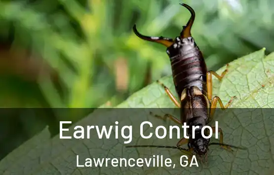  Earwig Control Lawrenceville, GA