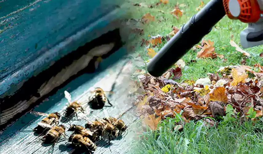 Wasps Pest Control Lawrenceville, GA