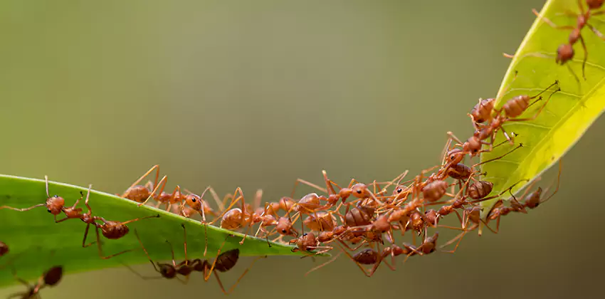 ant-control in Lawrenceville, GA