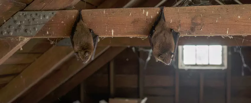 bat-exterminator in Lawrenceville, GA