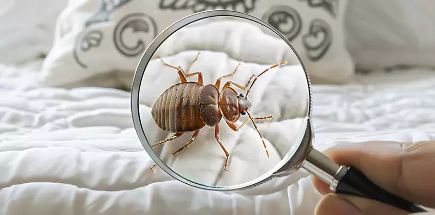 bed-bug-pest-control in Lawrenceville, GA
