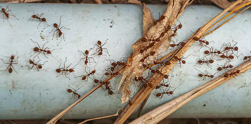 Fire Ant Extermination in Yards, Parks, and Outdoor Spaces Lawrenceville, GA