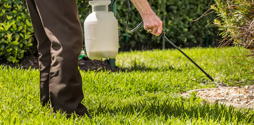 Grub Treatment for Bedrooms Lawrenceville, GA
