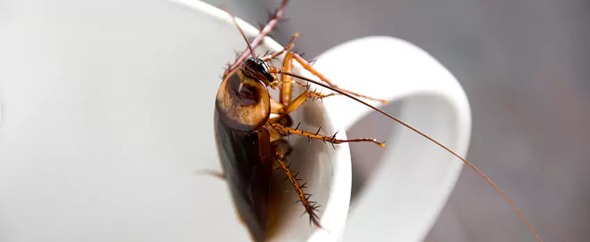 cockroach-treatment in Lawrenceville, GA