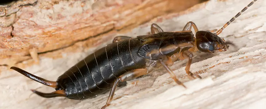 earwig-control in Lawrenceville, GA