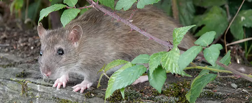 mice-control in Lawrenceville, GA