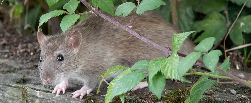 mouse-control in Lawrenceville, GA