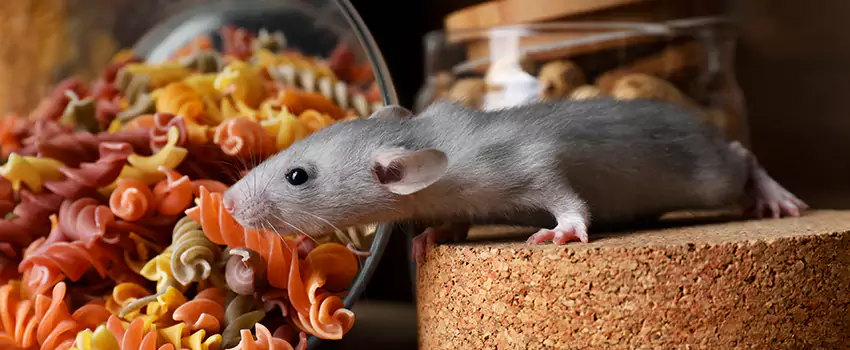 mouse-exterminator in Lawrenceville, GA