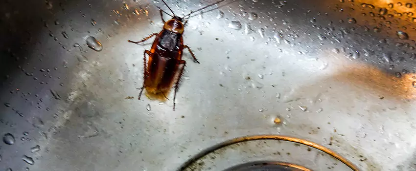 roach-control in Lawrenceville, GA