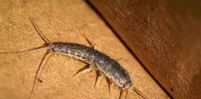silverfish-control in Lawrenceville, GA