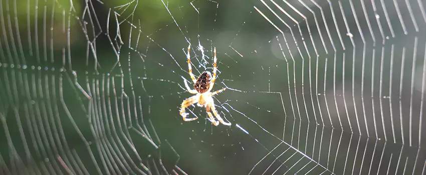 spider-pest-control in Lawrenceville, GA