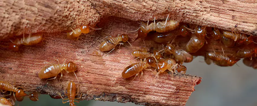 termite-treatment in Lawrenceville, GA