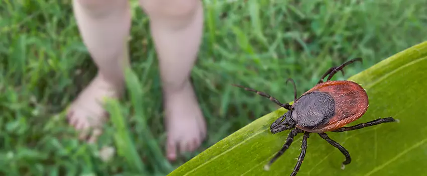 tick-treatment-for-yard in Lawrenceville, GA
