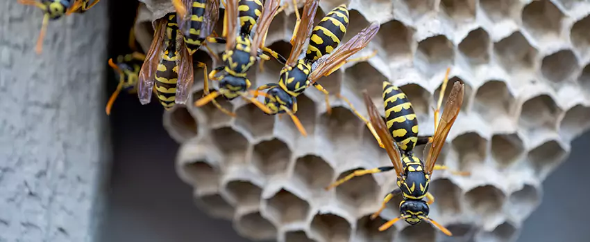 wasp-pest-control in Lawrenceville, GA